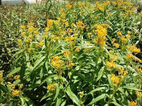 yellow Tropical Milkweed Seed ,(Asclepias curassavica 'Silky Gold') - Caribbeangardenseed