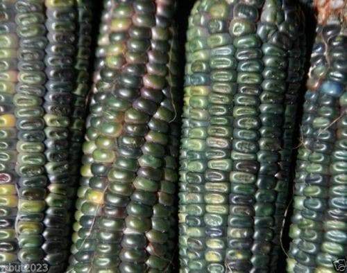Oaxacan Green Dent Corn seeds-Heirloom - Caribbeangardenseed