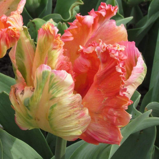 Apricot Parrot (10 Tulip Bulbs),12/+cm, Big Blooms Excellent for Bouquets - Caribbeangardenseed
