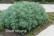 Artemisia (Wormwood) schmidtiana “Silver Mound” Bareroot PLANT - Caribbeangardenseed