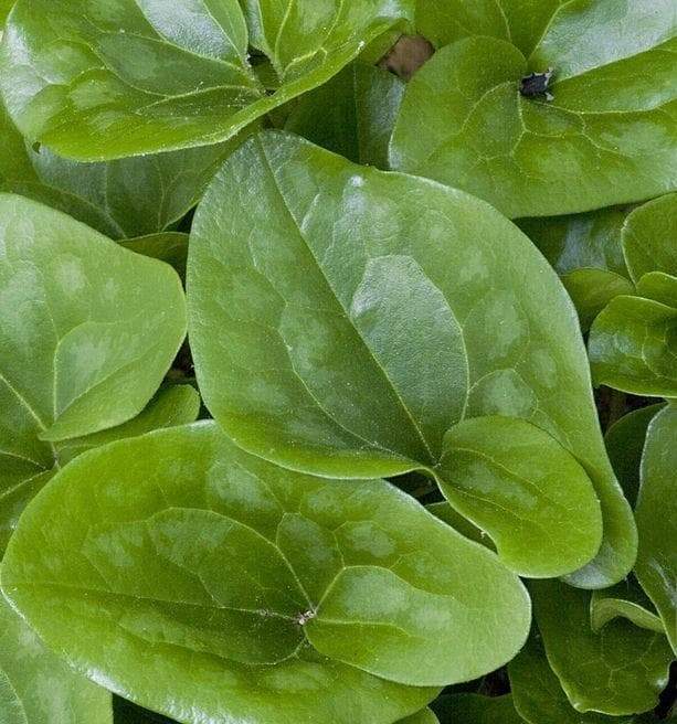Arrow Leaf Ginger (bare/ROOT ) vigorous groundcover,native Perenni, - Caribbeangardenseed