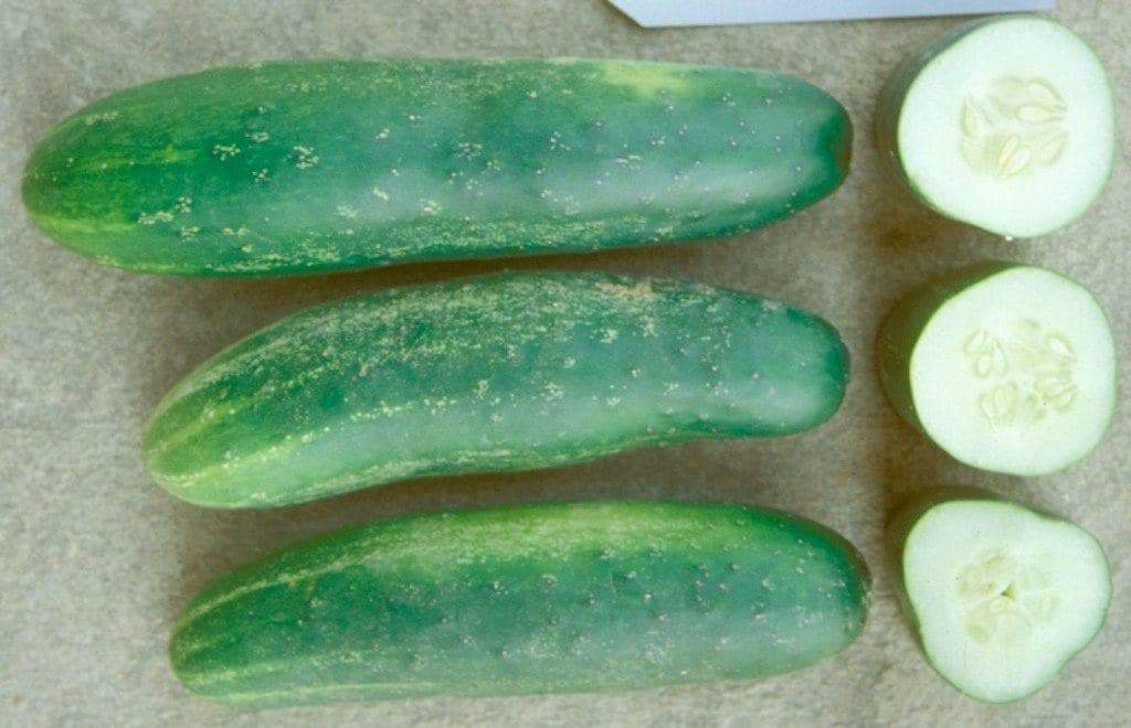 POINTSETT Cucumber Seeds . Great For humid areas - Caribbeangardenseed