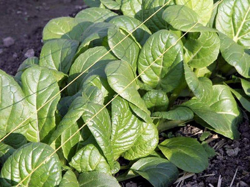 Chinese Cabbage Seeds .Vitaminna, Asian Vegetable - Caribbeangardenseed