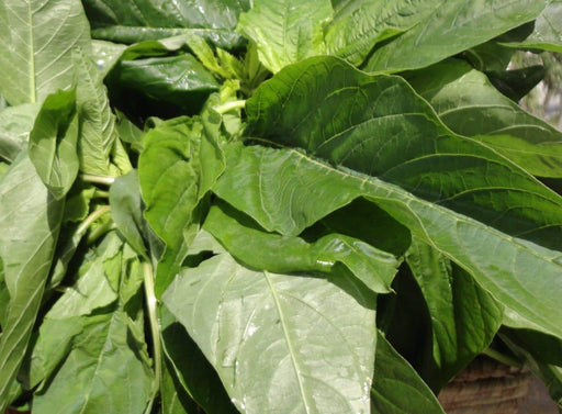 Jamaican Callaloo Seeds, (edible Amaranth) , Asian Vegetable - Caribbeangardenseed