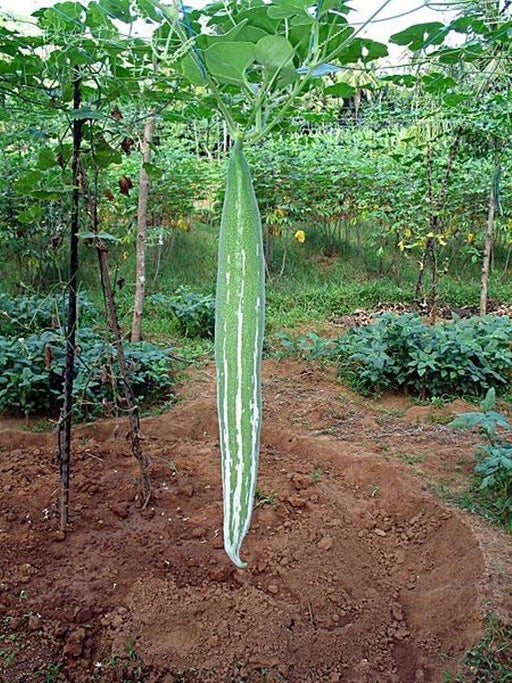 Snake gourd Seeds (Asian Vegetable) Buag Ngu,or Naga , Asian Vegetable - Caribbeangardenseed