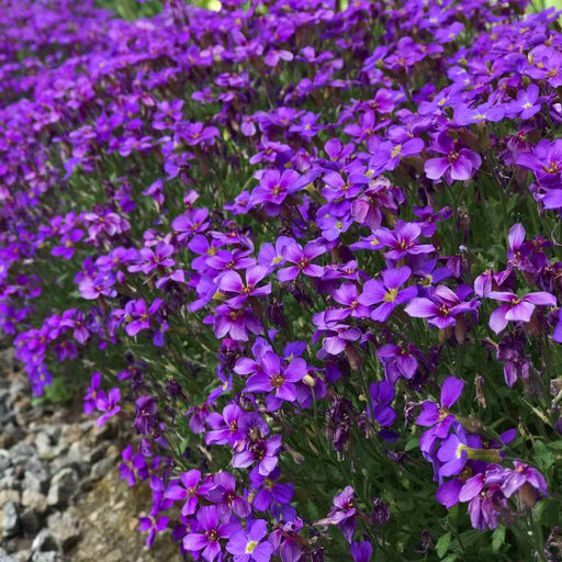 Aubrieta ‘Whitewell Gem’ Purple Rock Cress, Flowers Seed - Caribbeangardenseed