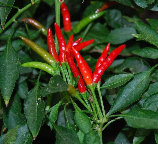 Bahamian Chili Pepper Seeds (Capsicum Annuum) From Bahama. - Caribbeangardenseed