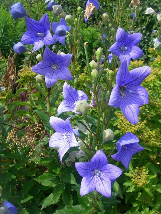 Balloon Flower Seeds - Blue, Platycodon Grandiflorus , Asian Vegetable - Caribbeangardenseed