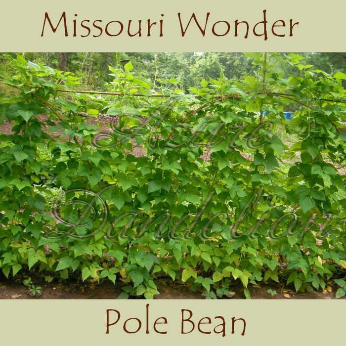 Missouri Wonder Pole Bean Seeds. Yields Several Pounds Per Plant. - Caribbeangardenseed