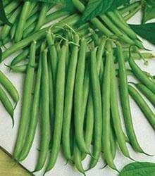 Slenderette Bush Bean Seeds, Stringless annual. Maturity 55 days - Caribbeangardenseed