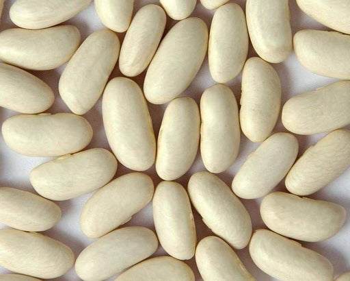 Cannellini BUSH Beans ,aka white kidney beans - Caribbeangardenseed