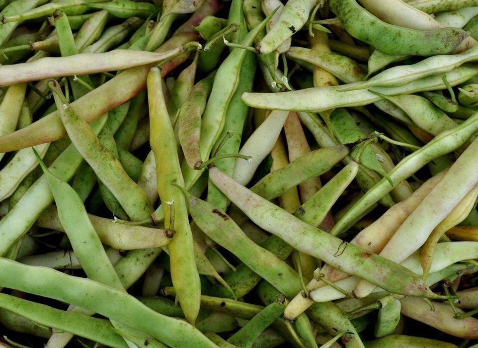 Cannellini BUSH Beans ,aka white kidney beans - Caribbeangardenseed