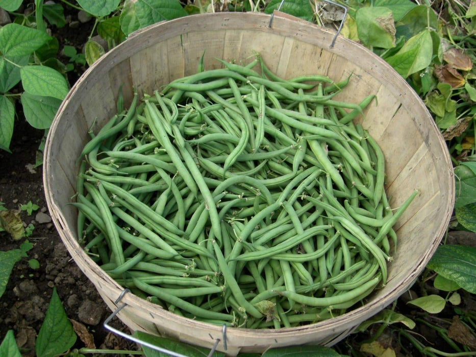 Harvester Bean Seeds( BUSH) annual vegetable - Caribbeangardenseed