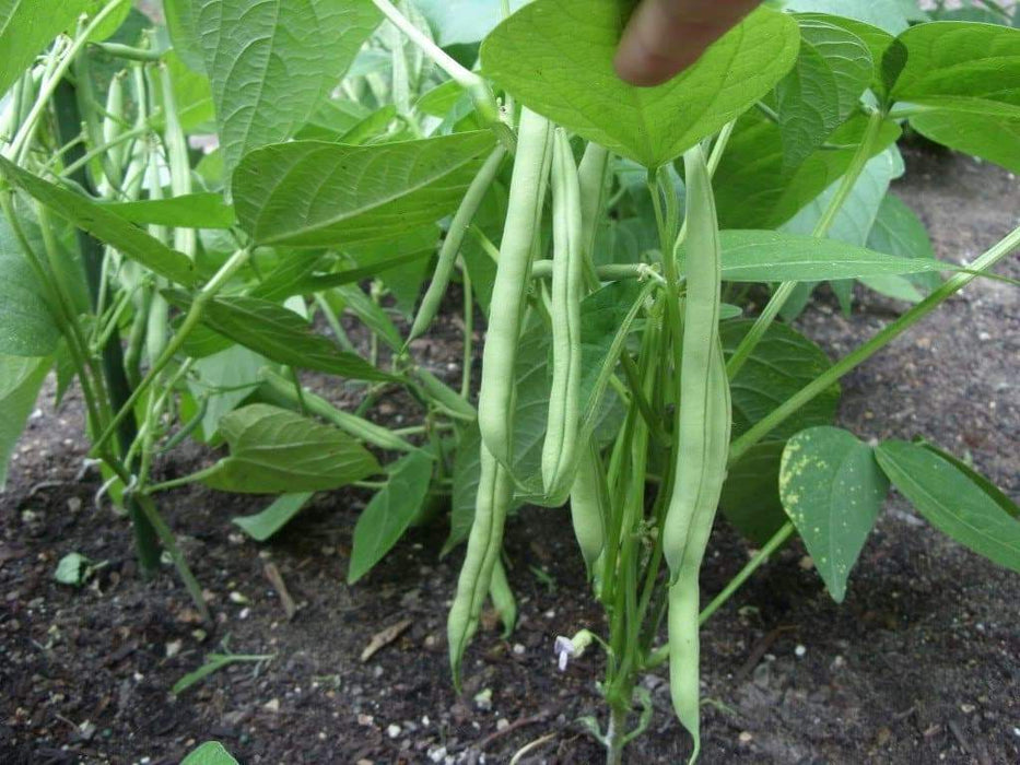 Harvester Bean Seeds( BUSH) annual vegetable - Caribbeangardenseed