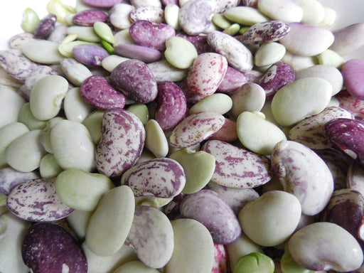 Jackson Wonder - Bush Lima Beans, Heirloom Non Gmo - Caribbeangardenseed