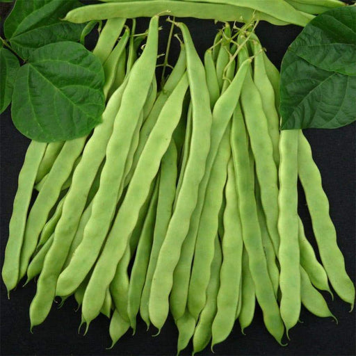 Kentucky Wonder 125 Bush beans - Caribbeangardenseed