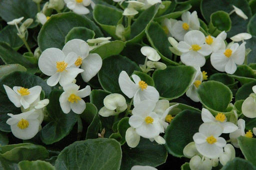 Begonia Seeds - Wax White (Begonia Semperflorens ) GREAT container, Garden Bed , Patio Planter and front border - Caribbeangardenseed