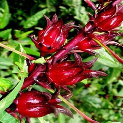 Jamaican Sorrel Seeds, Hibiscus sabdariffa, Tropical SOUR LEAF - Caribbeangardenseed