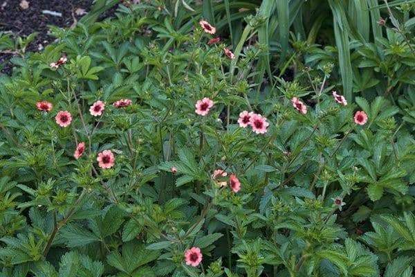 Potentilla nepalensis Seeds 'Miss Willmott', Cinquefoil, ground cover, Perennial Flowers. - Caribbeangardenseed