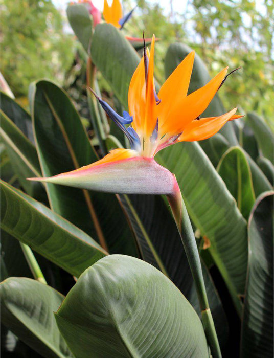 Bird of Paradise Flower Seeds, Tropical Caribbean Shrub - Caribbeangardenseed