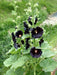 Black Hollyhock, flowers Seeds (Alcea rosea nigra) - Caribbeangardenseed