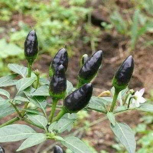 Black Pequin Chilli/Chili- Pepper Seed, (Capsicum Annum) - Caribbeangardenseed