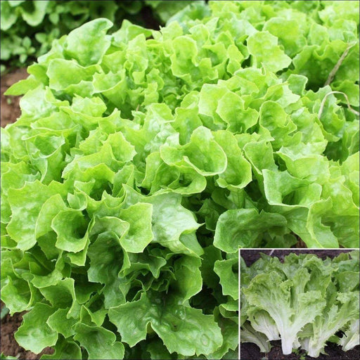 Black Seeded Simpson Green Leaf Lettuce - Organic Non-GMO - Open-Pollinated - Caribbeangardenseed