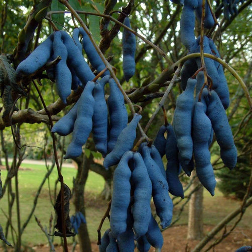 Blue-bean, Seeds,Decaisnea Fargesii - Blue Sausage Fruit - Caribbeangardenseed