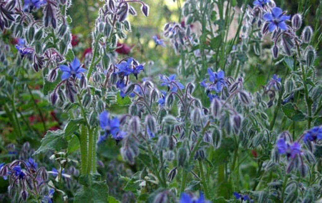 Blue Borage Herb Seeds, (Borago Officinalis) Edible Flowers - Caribbeangardenseed