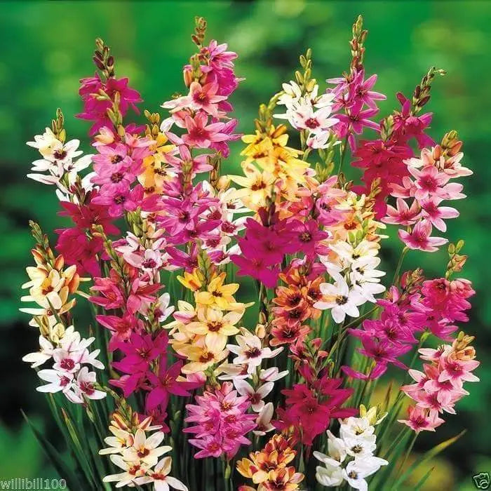 African lily Bulbs, Ixia Mixed , - Caribbeangardenseed