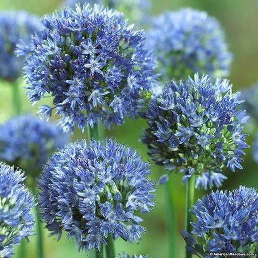 Blue Allium Bulbs -ALLIUM Caeruleum ,Persian Blue - Caribbeangardenseed