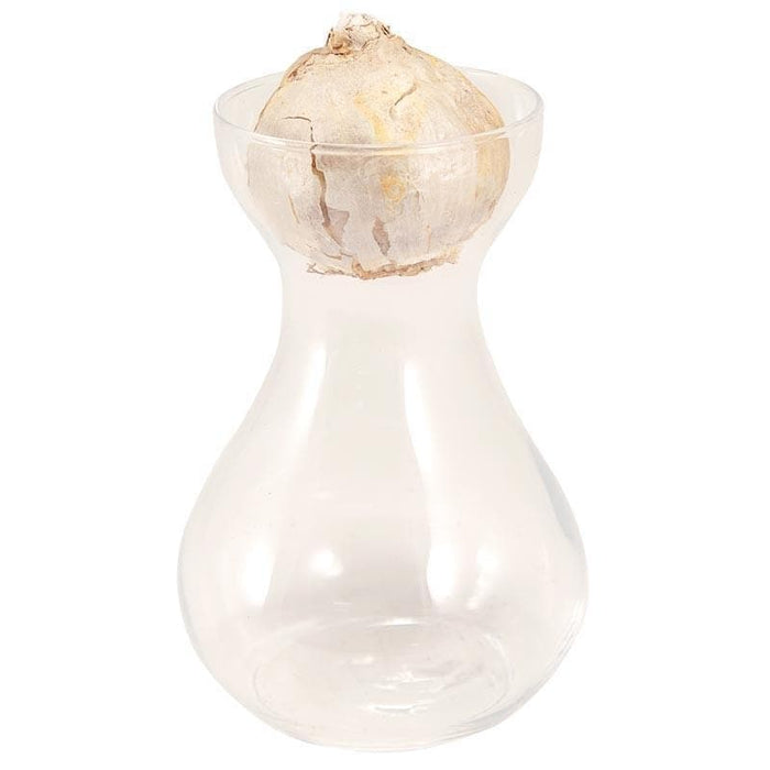 Pink Hyacinth Bulb Forcing Kit - Clear Glass Vase with Pink Hyacinth Bulb - Caribbeangardenseed