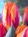 Princess Irene Triumph Tulip (Bulbs),12/+cm - Caribbeangardenseed