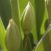 Tulip Bulbs, KUNG FU, strong sturdy stems. fall planting bulbs - Caribbeangardenseed