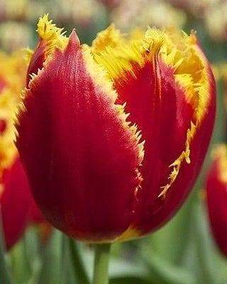 Fringed Tulip "Fabio" Bulbs,,Red with yellowy ,SIZE 12cm - Caribbeangardenseed