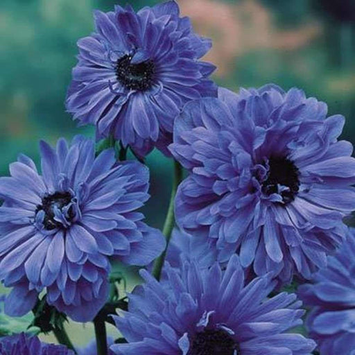 ANEMONE double blue 'Lord Lieutenant' - Caribbeangardenseed