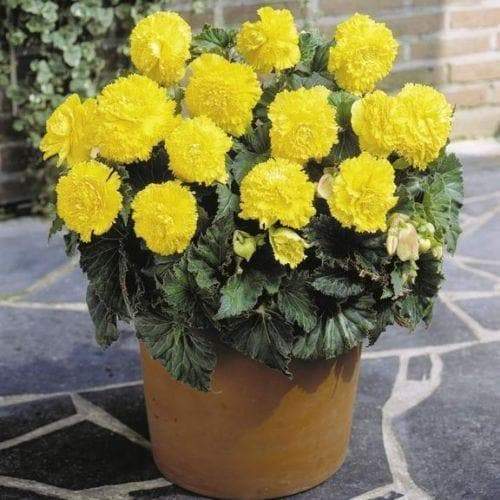 Begonia Giant Ruffled YELLOW ( 3 Bulbs) Fragrant blosssoms from summer to frost - Caribbeangardenseed