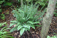 BOSTON FERN (BareRoot) Shade Loving Plant,Low growing ,Zone 4 - 8 - Caribbeangardenseed