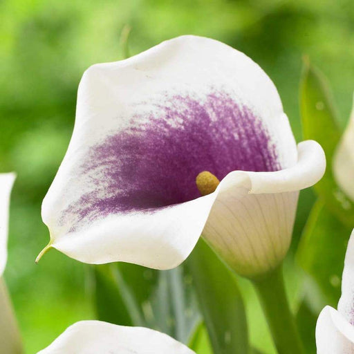 Calla Lily Picasso (2 bulbs ) Exelent for Pots and Planters - Caribbeangardenseed