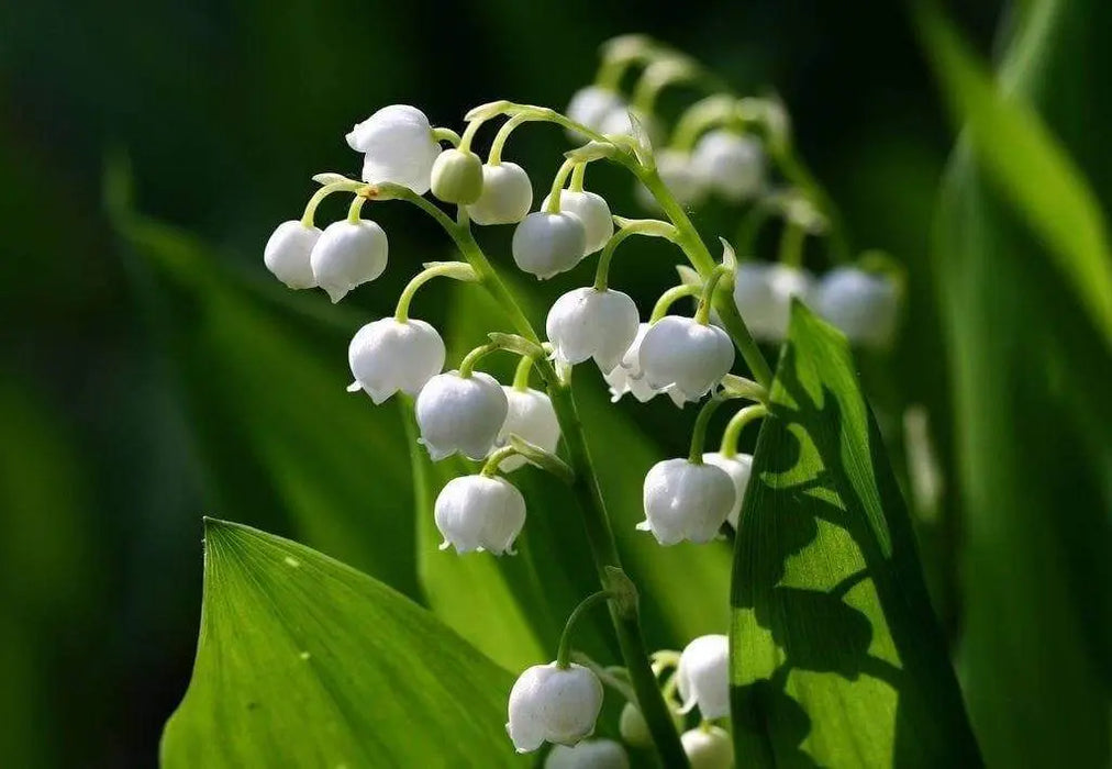 Convallaria (Lily-of-the-Valley) -White ( Plant/ Root) Shade Loving Plant. - Caribbeangardenseed