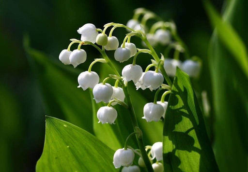 Convallaria (Lily-of-the-Valley) -White ( Plant/ Root) Shade Loving Plant. - Caribbeangardenseed