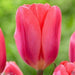 Darwin Hybrid, Cosmopolitan,'Bloom Mid Spring,12/+cm, - Caribbeangardenseed