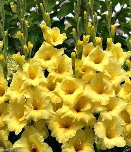 Gladiolus bulbs (corms) - Beautiful sunny yellow gladiolus (10 Bulbs) - Caribbeangardenseed