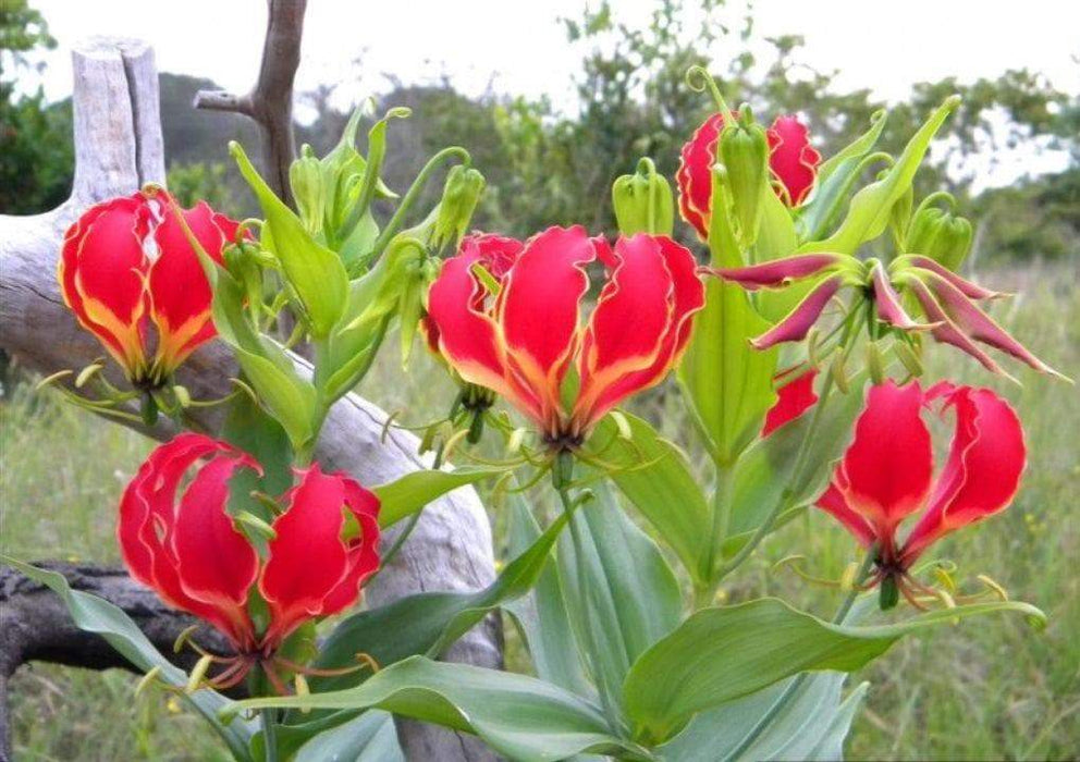 Gloriosa Lily,Lily ( Bulb) - Crimson Red/Yellow Perennial Vine - Caribbeangardenseed