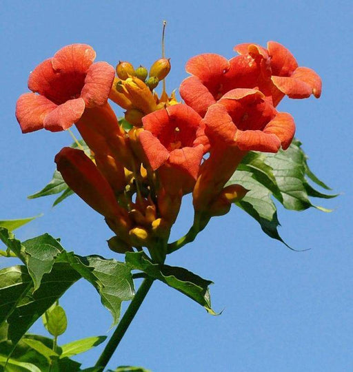 Hummingbird Vine (Plant) Campsis radicans Glorious orange-red trumpets - Caribbeangardenseed