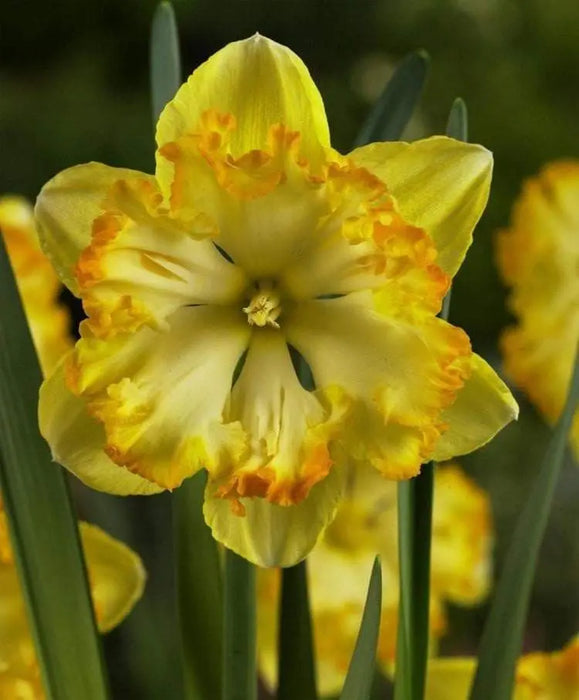 Daffodil BLAZING STARLET Bulbs , Top size 14/16 cm - Caribbeangardenseed