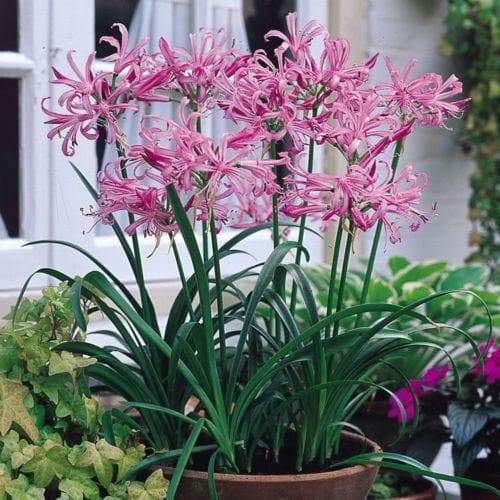 Nerine Lily ( 2 Plants) Guernsey Lily, Jersey Lily, Spider Lily - Caribbeangardenseed