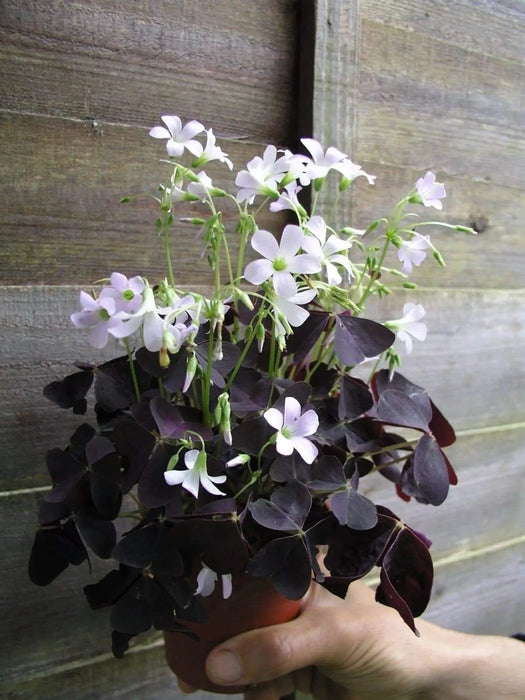 Oxalis Triangularis ( bulbs) - Purple Shamrocks for Indoors or Out! … - Caribbeangardenseed