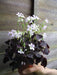 Oxalis Triangularis ( bulbs) - Purple Shamrocks for Indoors or Out! … - Caribbeangardenseed