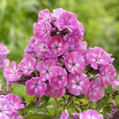 Phlox‘Anastasia‘’ Pink ( 1 Plant/ Root) Summer Phlox - Caribbeangardenseed